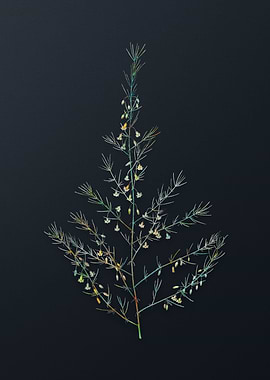 Sea Asparagus Flower