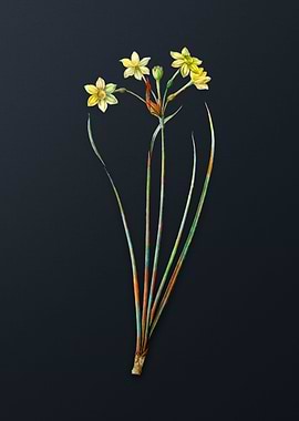 Vintage Rush Daffodil