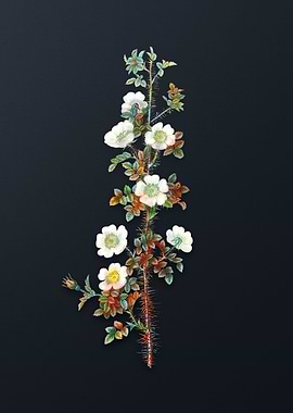 Vintage Scotch Rose Bloom