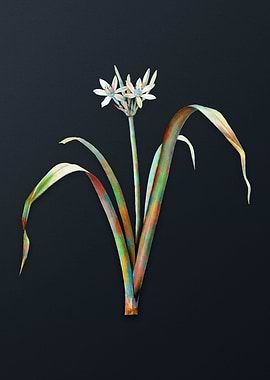 Small Flowered Pancratium