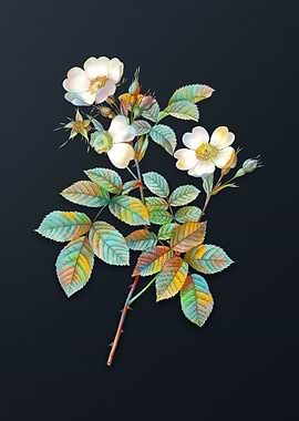 Short Styled Field Rose