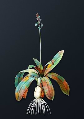 Scilla Lilio Hyacinthus