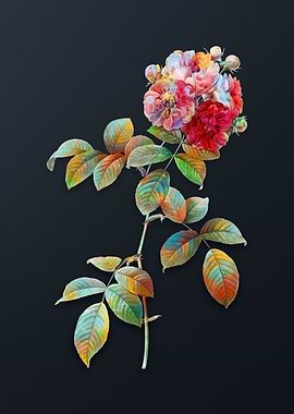 Seven Sisters Roses Flower