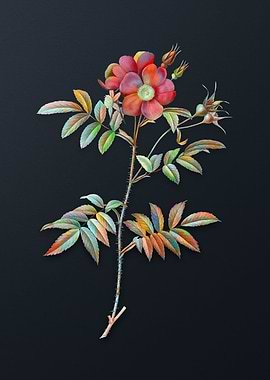 Rosa Redutea Glauca Flower