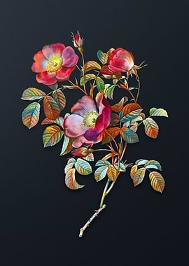 Vintage Rose of Love Bloom