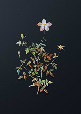 Single Dwarf Chinese Rose