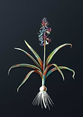 Vintage Scilla Patula