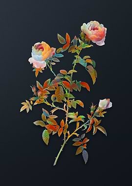 Vintage Rose of the Hedges