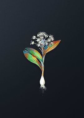 Vintage Pygmy Hyacinth