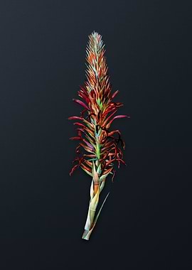 Pitcairnia Latifolia