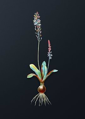 Vintage Scilla Obtusifolia