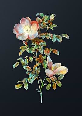 Red Sweetbriar Rose Flower