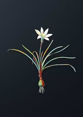 Vintage Rain Lily Flower