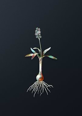 Vintage Scilla Lingulata