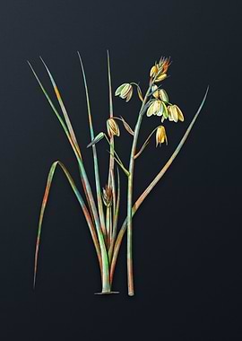 Vintage Slime Lily Flower