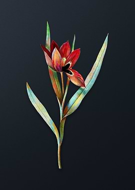 Tulipa Oculus Colis Flower