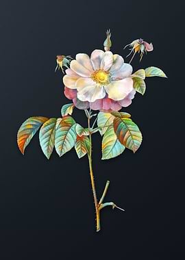 Speckled Provins Rose