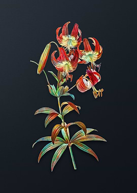 Vintage Turban Lily Flower