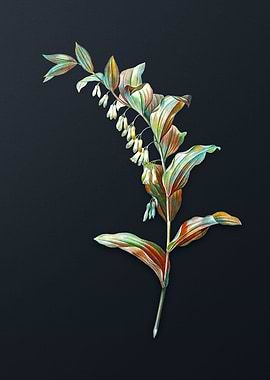 Vintage Solomons Seal