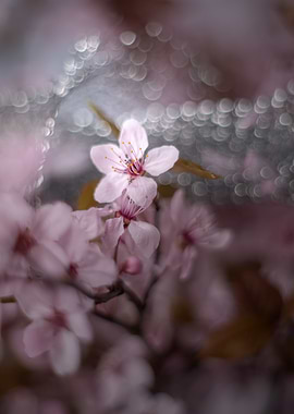 Pink cherry blossom flower