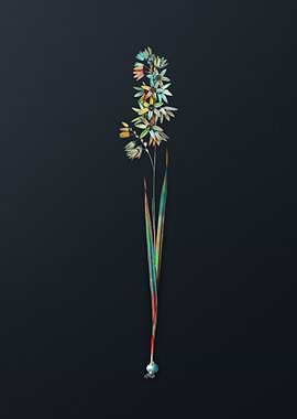 Vintage Turquoise Ixia