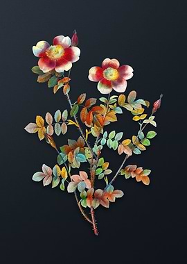 Variegated Burnet Rose