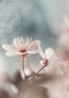 White Cherry blossom, tree