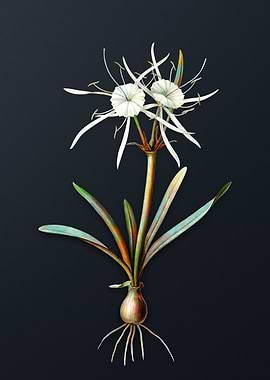 Streambank Spiderlily