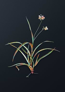 Vintage Spiderwort Flower