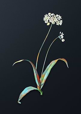 Vintage Spring Garlic