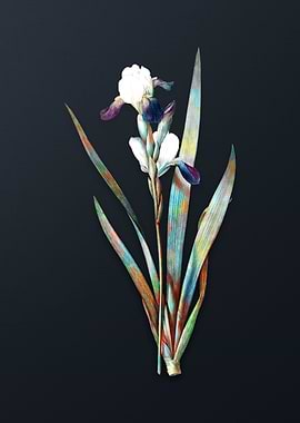 Vintage Tall Bearded Iris