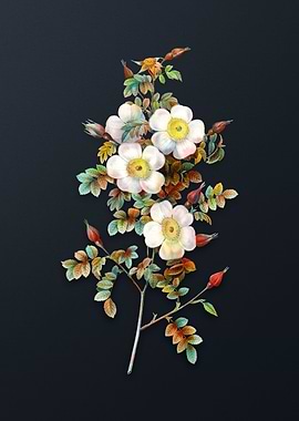 Thornless Burnet Rose