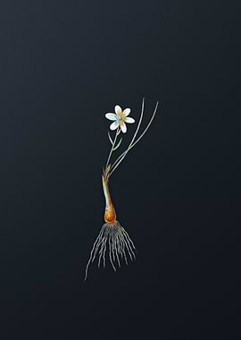 Vintage Snowdon Lily