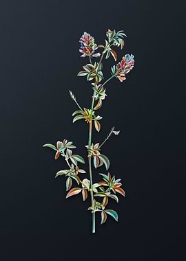 Spanish Clover Bloom