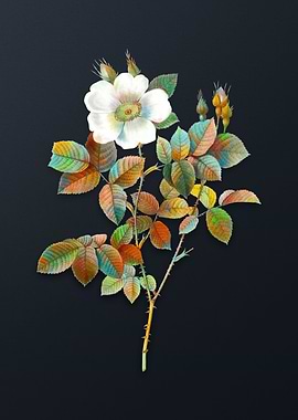 Twin Flowered White Rose