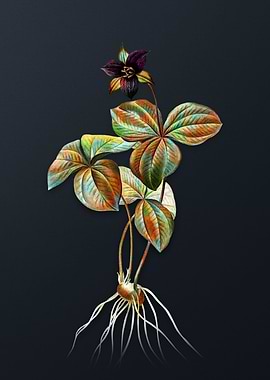 Trillium Rhomboideum