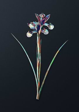 Vintage Spanish Iris