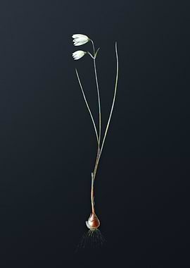 Vintage Snowbell Flower