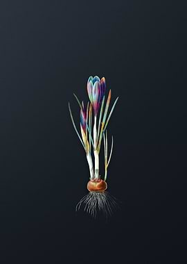 Vintage Spring Crocus