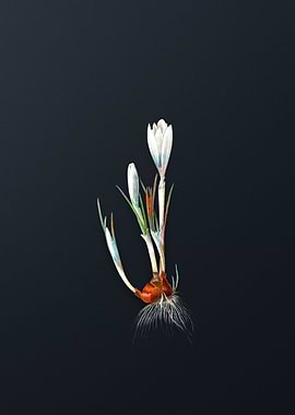 Vintage Spring Crocus