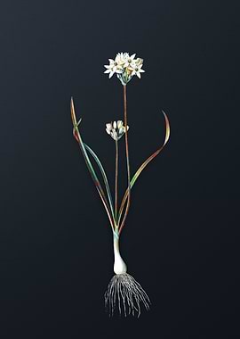 Three Cornered Leek Flower