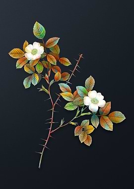 Spiny Leaf Rose of Dematra