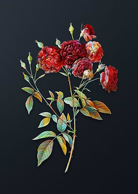 Vintage Ternaux Rose Bloom