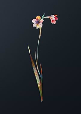 Vintage Sword Lily Flower