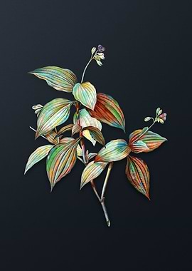 Tradescantia Erecta Flower