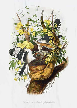 Northern mocking bird