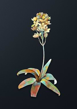 Vintage Sun Star Flower