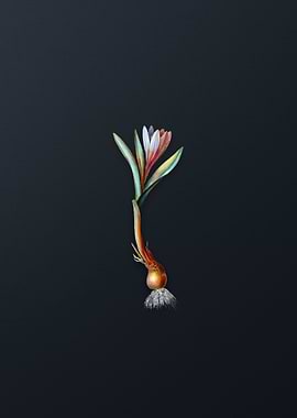 Spring Meadow Saffron