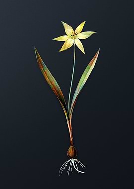 Vintage Tulipa Celsiana