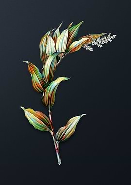 Vintage Treacleberry